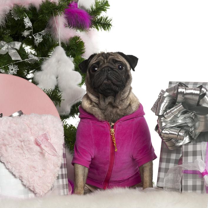 Canine Couture: When Your Dog Becomes a Fashionista