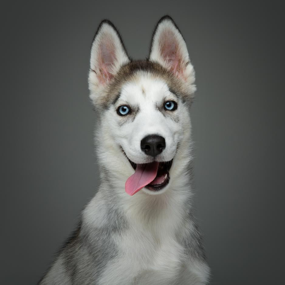 Enigma of Huskies: A Guide to Their Unique Traits and Care
