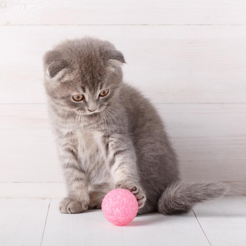 Purr-fect Playtime: Unveiling Cats' Beloved Toys and Games