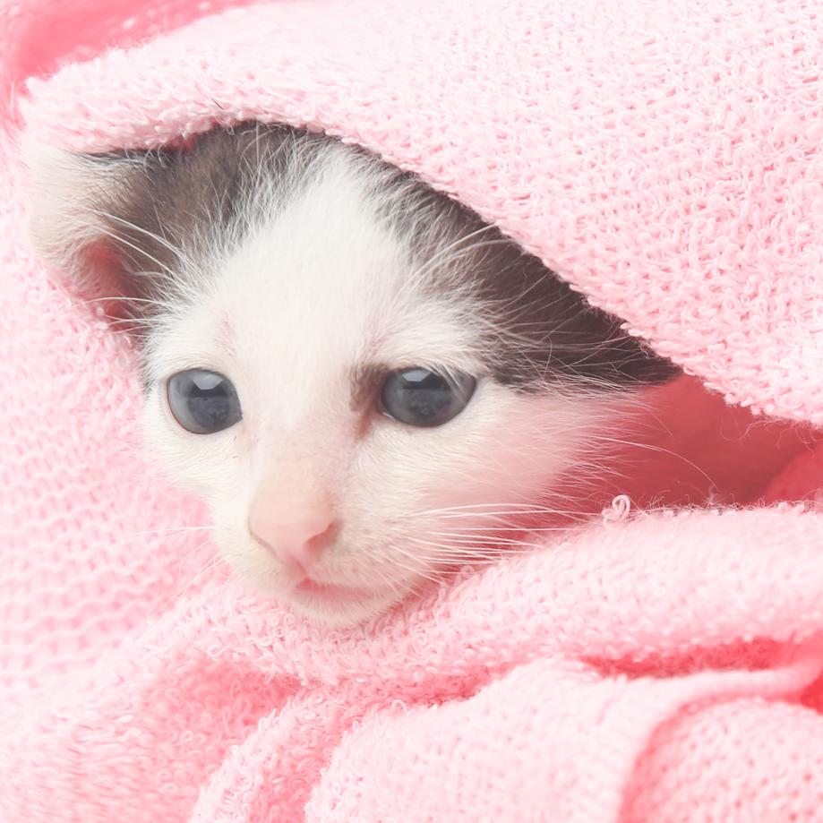 Cuteness Overload: Capturing the Charm of Kitten Portraits