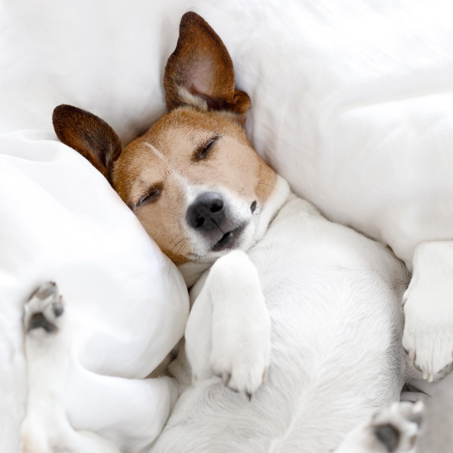 Relaxing Environment for Your Dog and Cat: Tips and Products