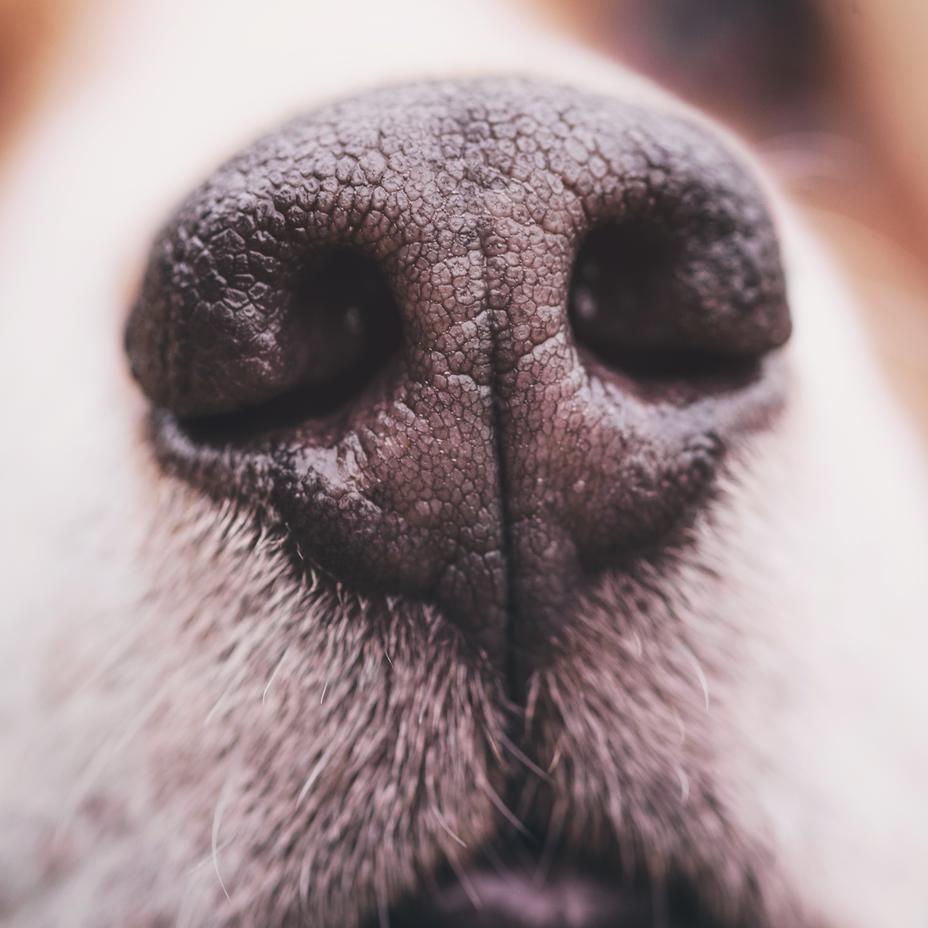 Sniffing Out the Facts: The Science Behind Your Dog's Nose