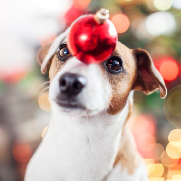 Festive Fun: Christmas Dog Toys for Holiday Happiness