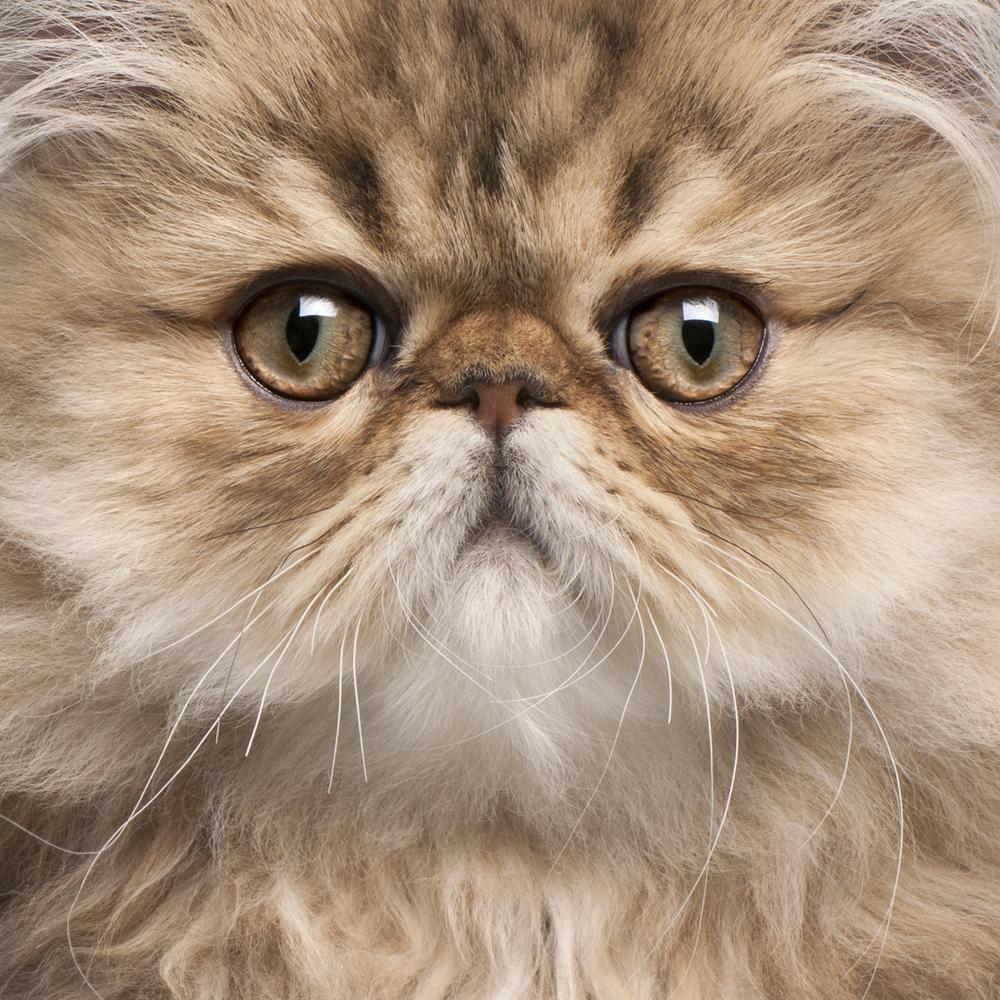 The Grace and Grandeur of Persian Cats: A Regal Breed's Tale