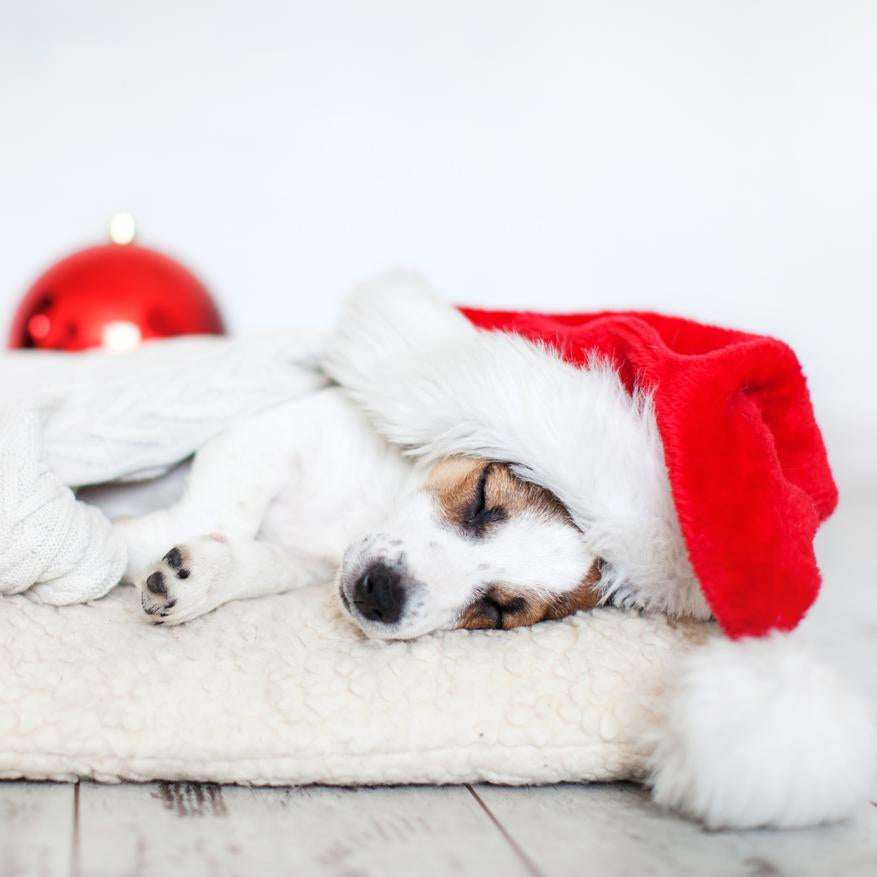 Santa's Little Helper: Finding the Perfect Christmas Dog Toy