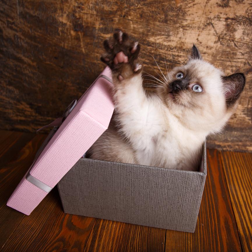 The Purr-fect Obsession: Why Cats Love Boxes Beyond Measure
