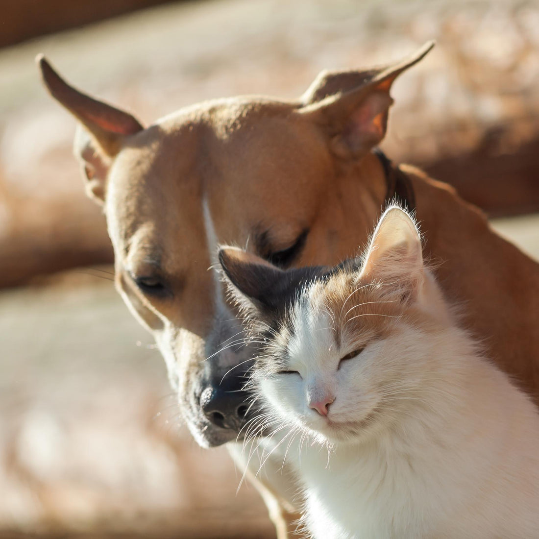 Nurturing Amicable Co-existence between Cats and Dogs