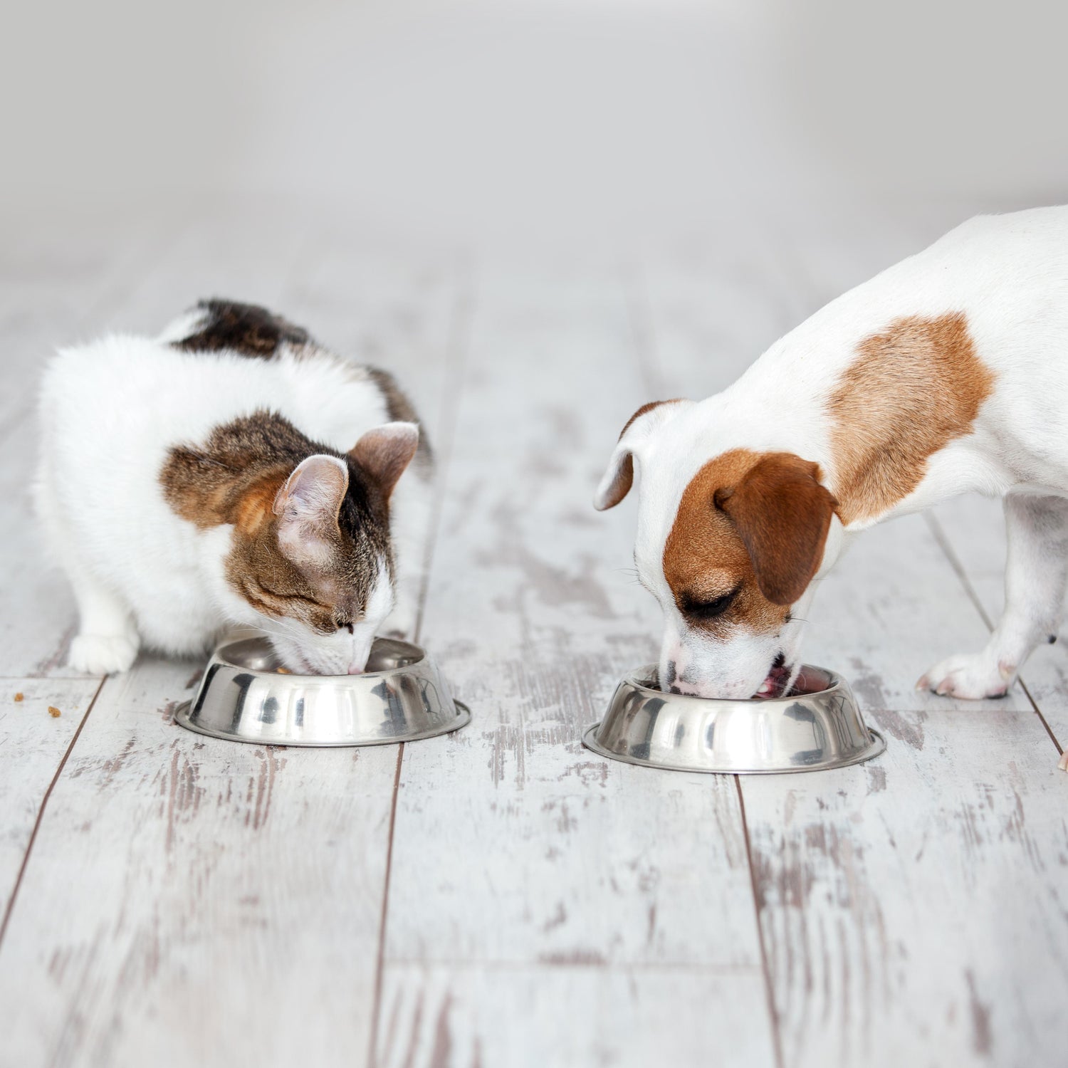 Quality Food Matters: Nutrition Guide for Your Cats and Dogs