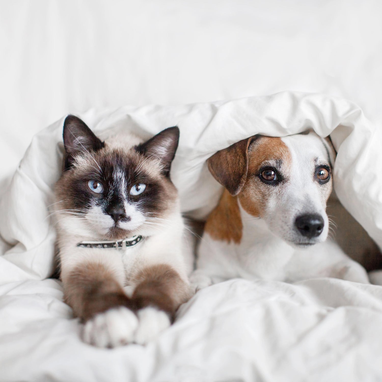 Choosing the Right Dog and Cat Bed: Guide for Pet Parents