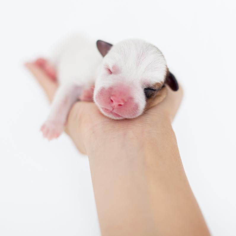 Found a Newborn Puppy Alone? Here's What to Do Next