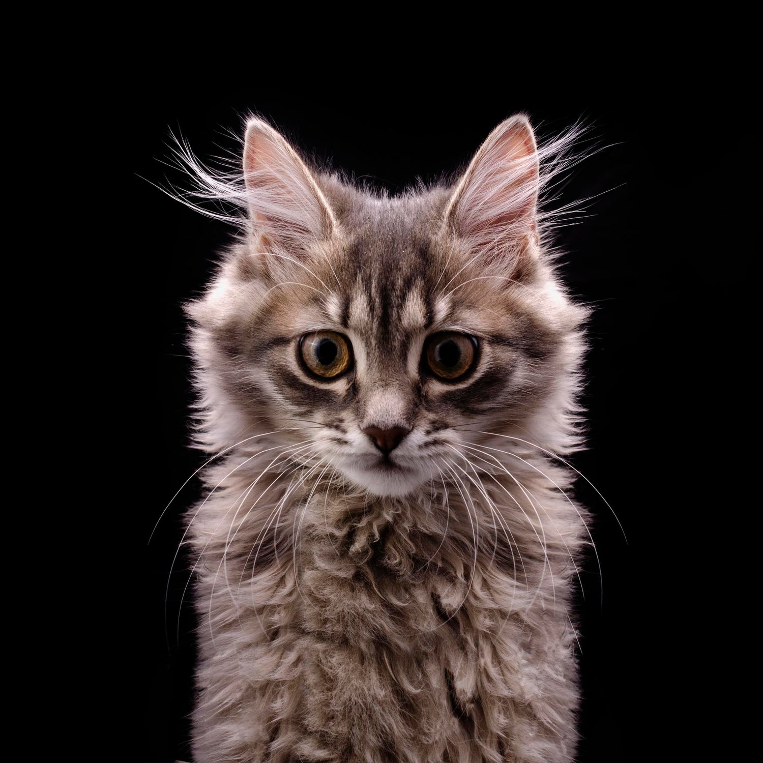 The Catnip High: Exploring the Amusing Behaviors of Cats