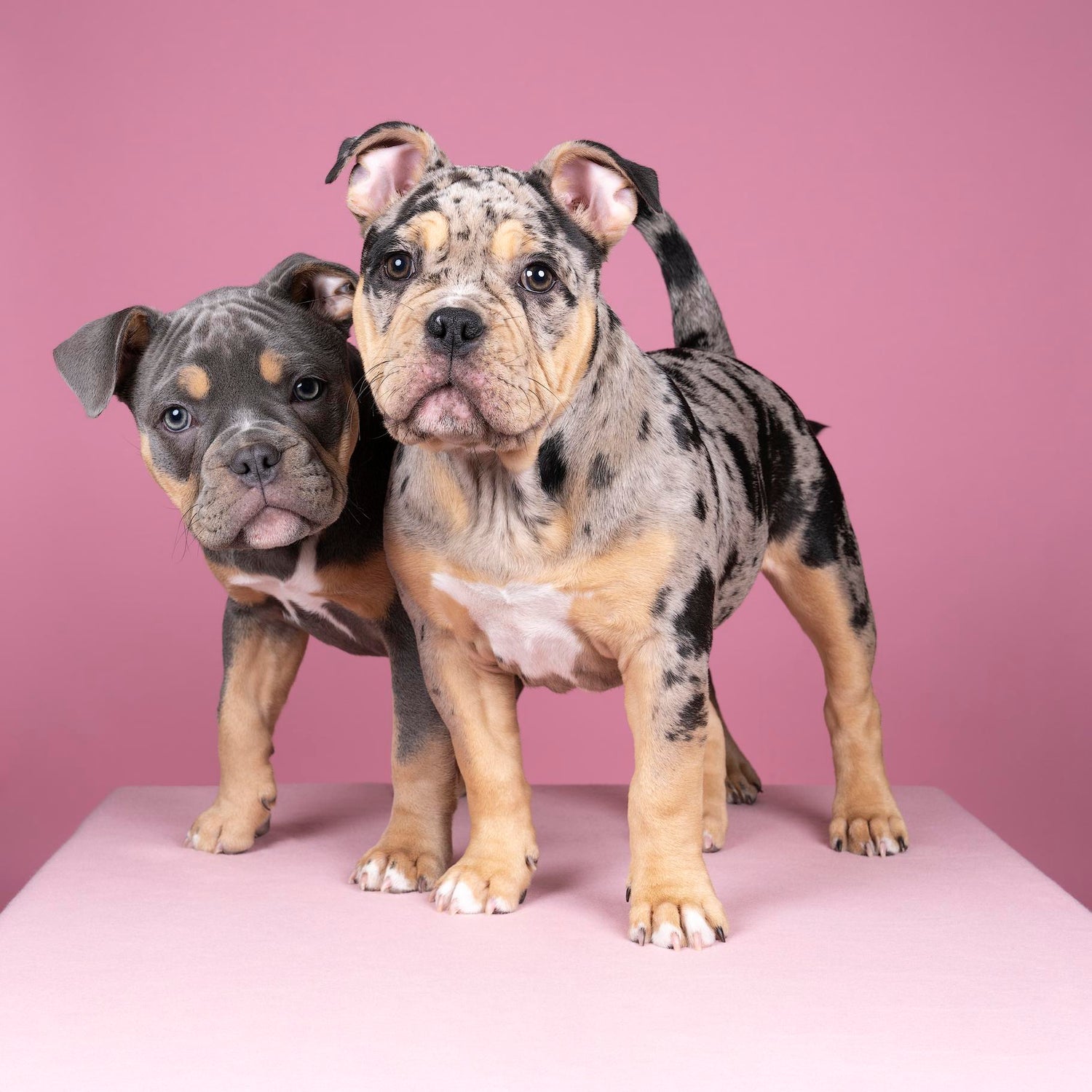 Puppy Perfection: Navigating the Adorable Chaos of Your Dog