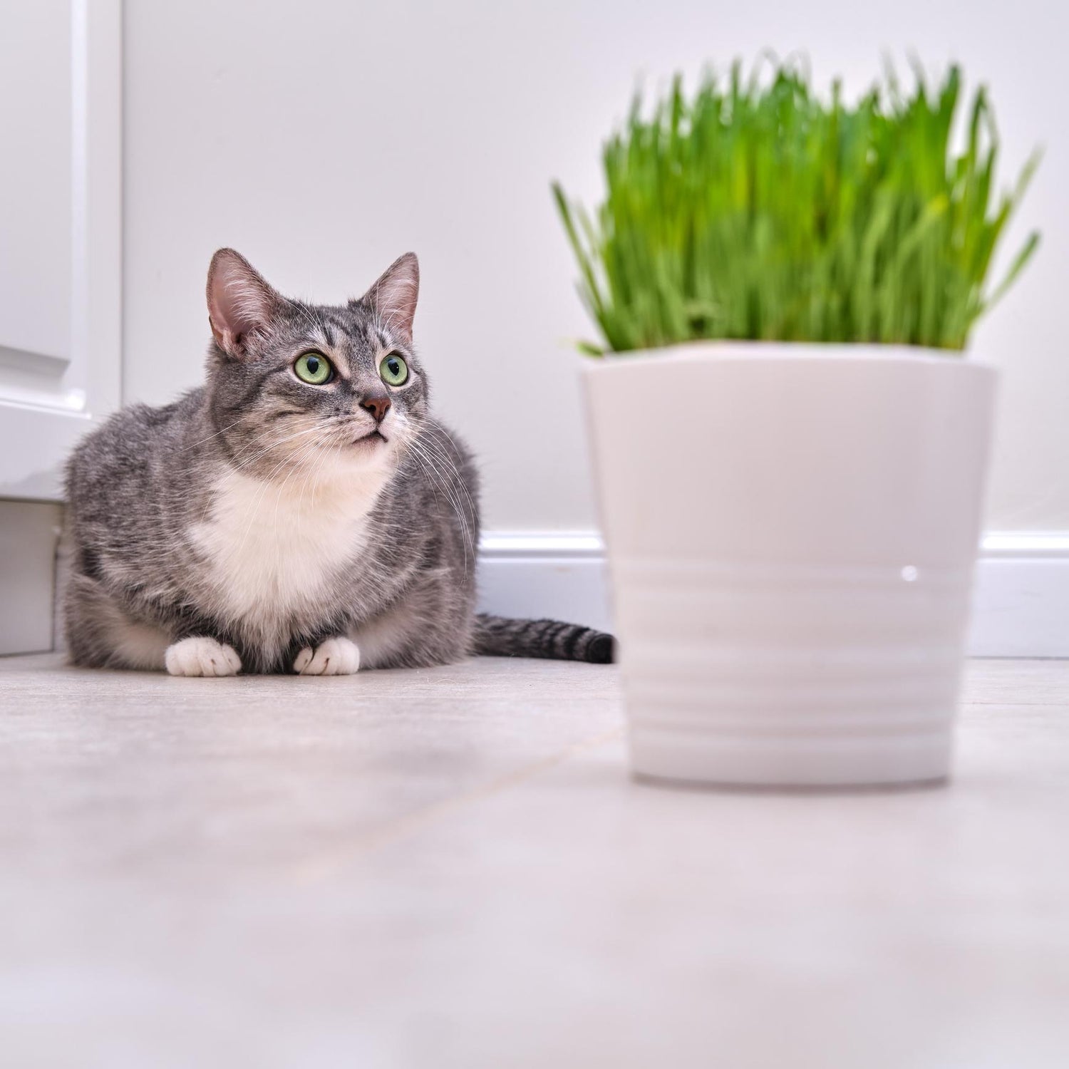 Green Fascination: Why Do Cats Love Chewing on Grass?