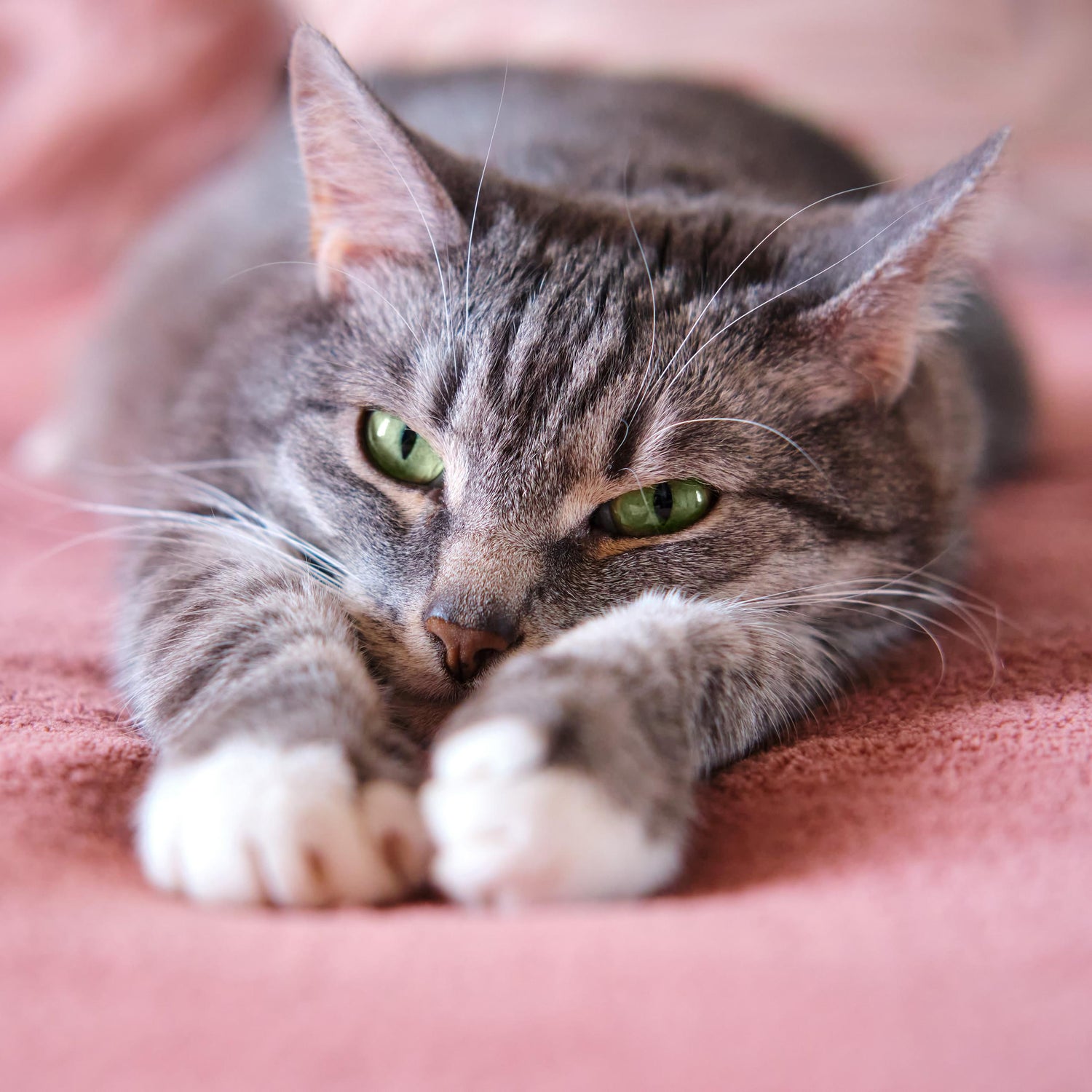 Cats Unleashed: Fascinating Facts of Feline Behavior