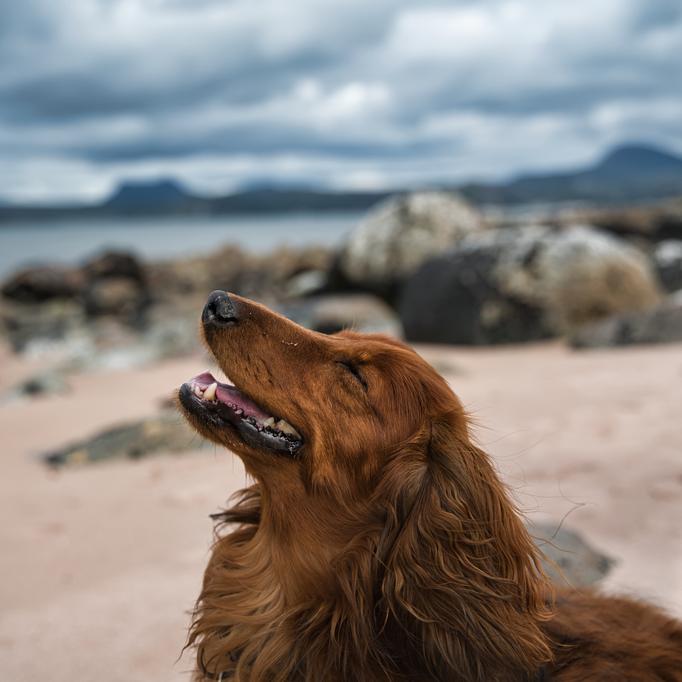 The Comprehensive Guide to Vacationing with Your Dog