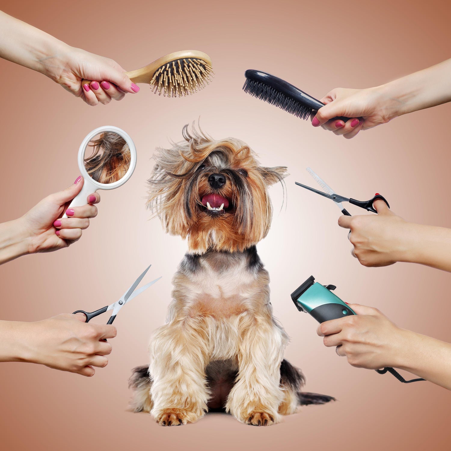 The Guide to Grooming Your Dog at Home: Products and Tips