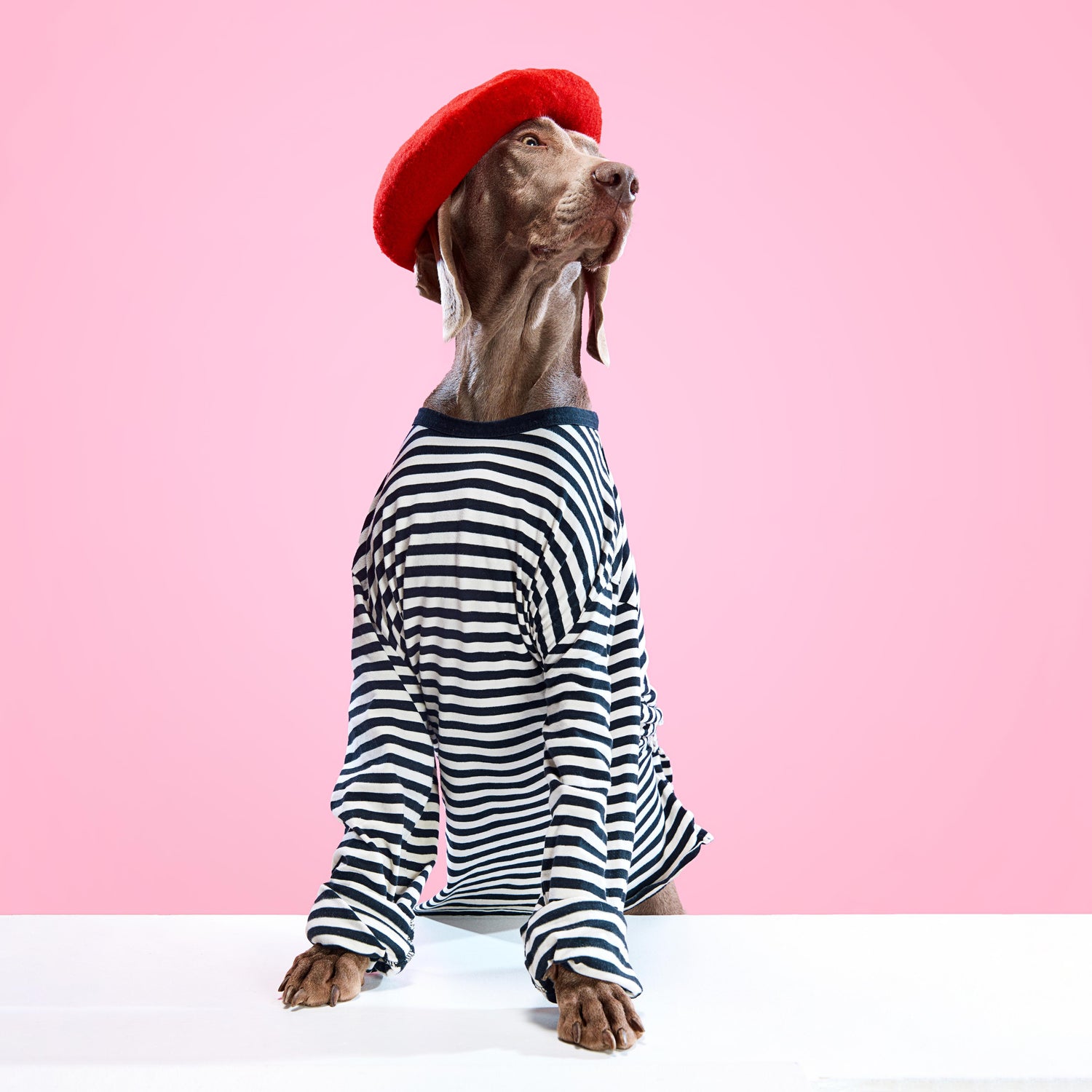 Dress to Impress: the Art of Dress-Up for Your Dog Companion