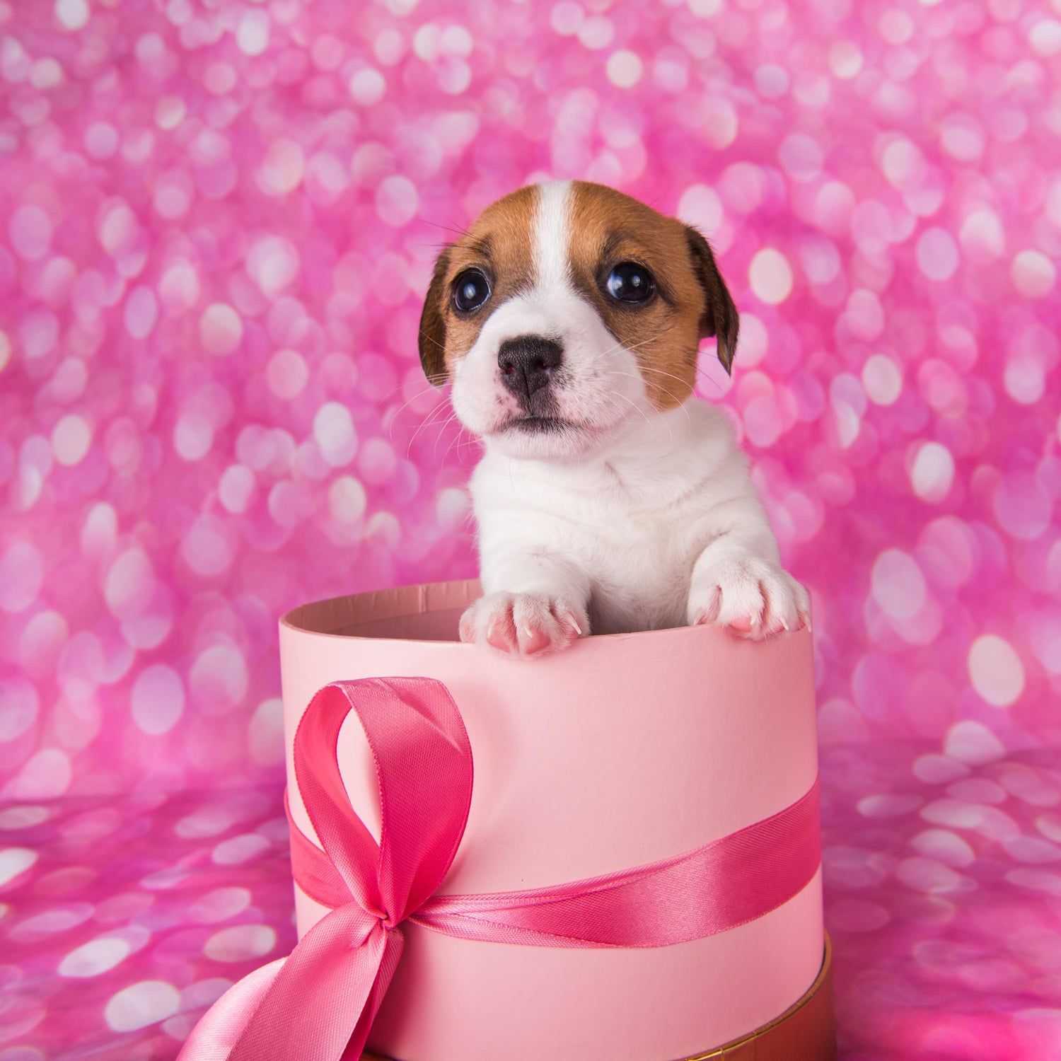 Paws & Presents: Why Dogs Make the Best Holiday Gifts