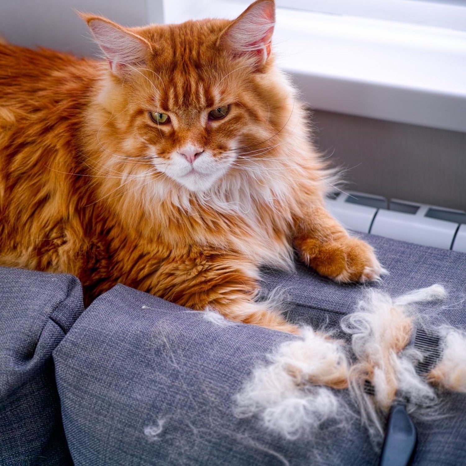 Fur Everywhere: The Guide to Cat Shedding and Pet Brushing