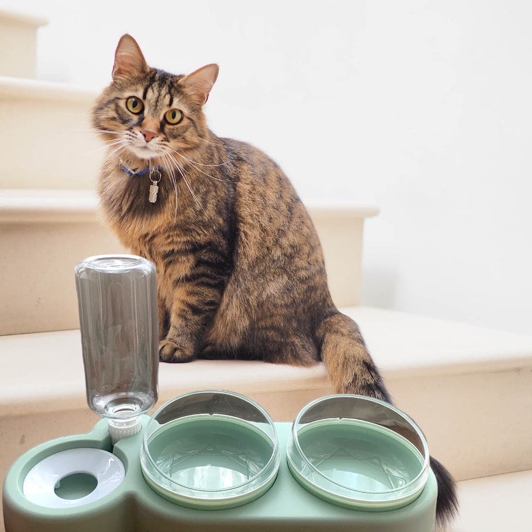 Cat Dining Hub: Double Bowls With Auto Water Dispenser